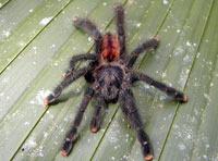 Pink Toe Tarantula