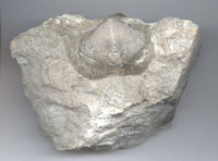 brachiopod-1.jpg