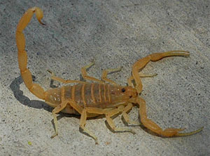 scorpion sting symptoms duration