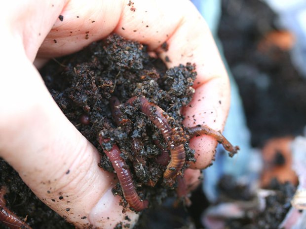 Raise Earthworms and Night-crawlers at Home for Fishing Enjoyment