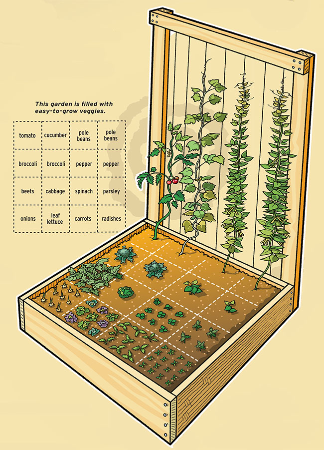 Compact Garden How to plant a pact ve able garden – Scout Life magazine