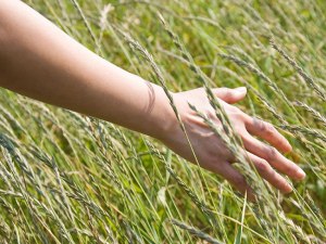 hand in tall chigger infested grass