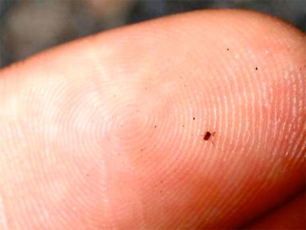 insects that burrow in human skin