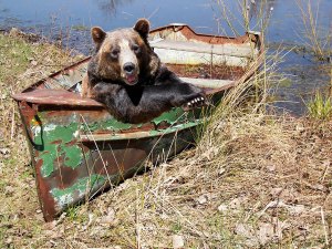 bear lounging in an old rowboat