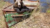 bear lounging in an old rowboat