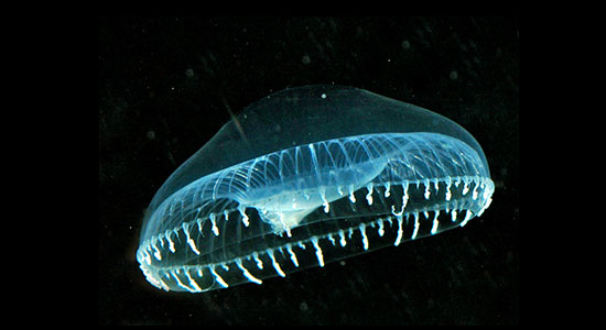 bioluminescent plants and animals