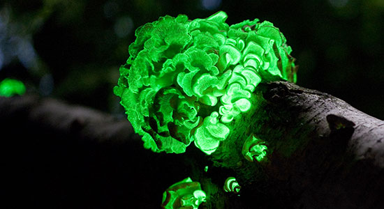 glowing-mushrooms-foxfire