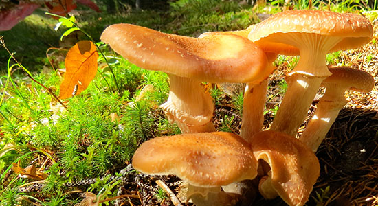 honey mushroom - fungus