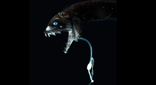 Loosejaw Dragonfish