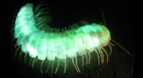 10 Amazing Bioluminescent Organisms