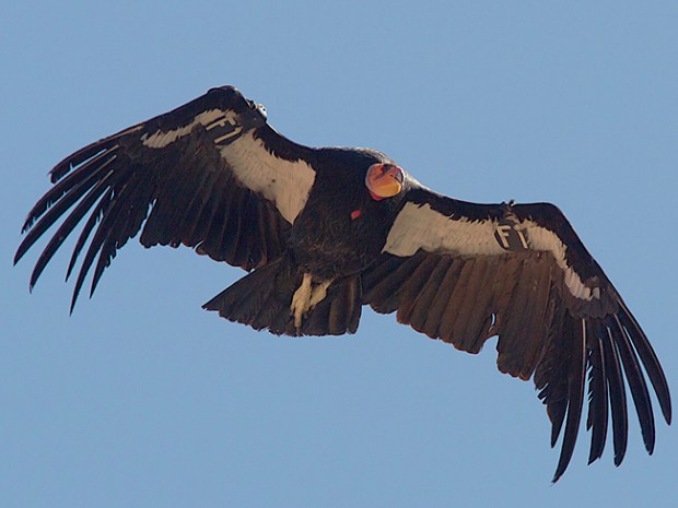 condor