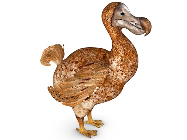 dodo