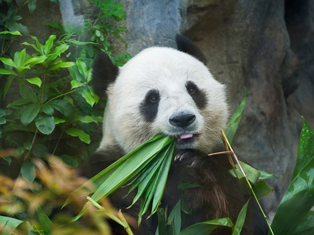 Photo Gallery of Extinct and Endangered Animals – Scout Life magazine Photo Gallery of Extinct and Endangered Animals – Scout Life magazine