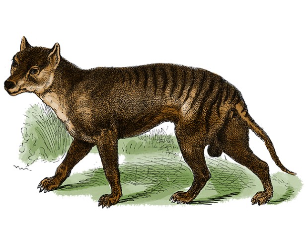 thylacine