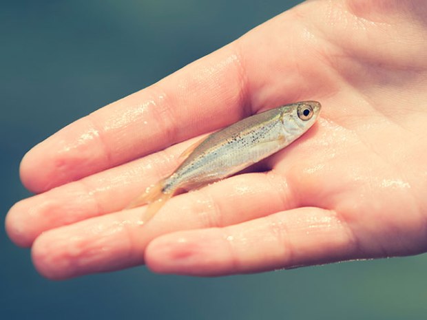 Banjo Minnow  Catch More Fish, Even When They're Not Hungry!