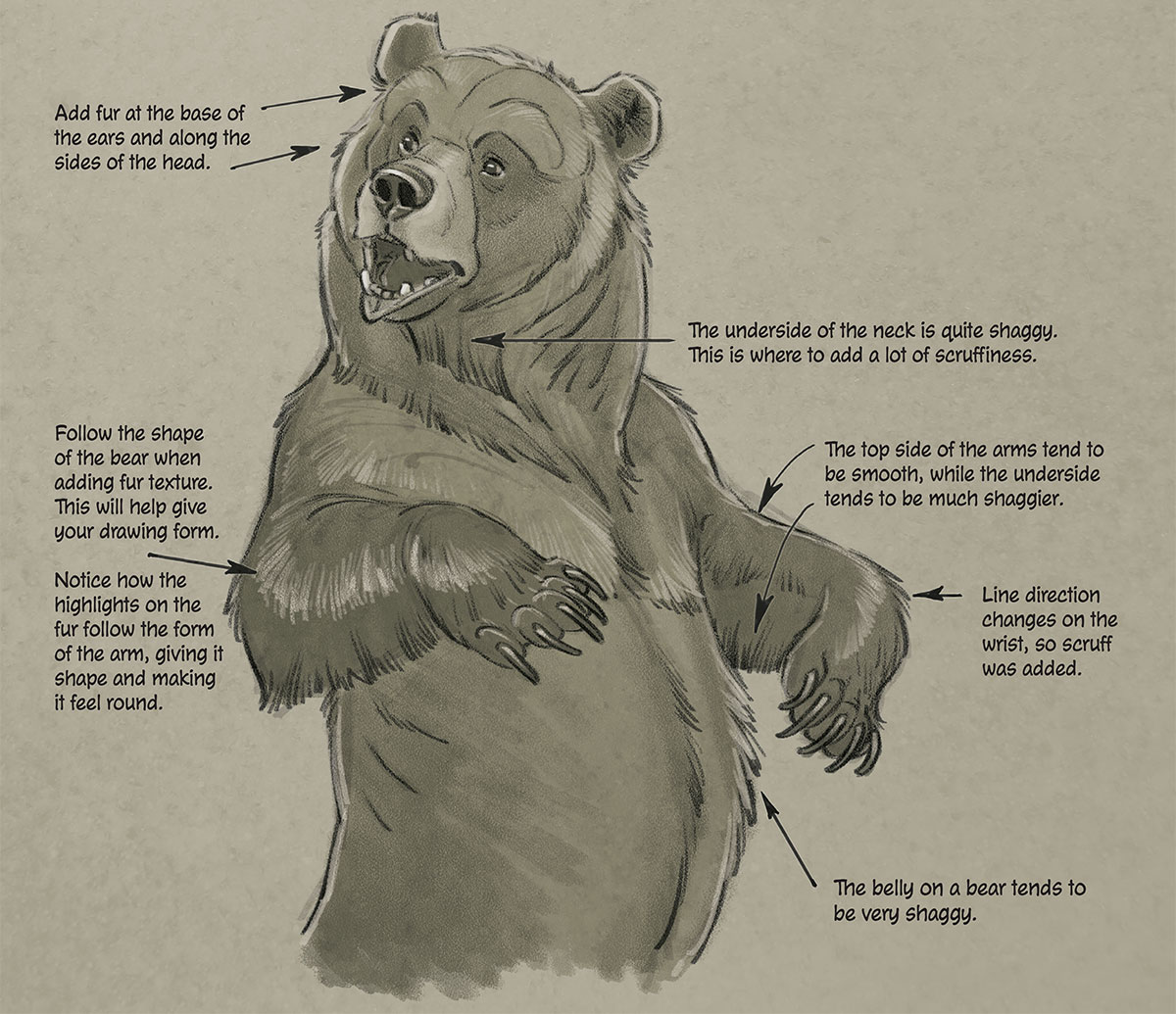 How To Draw A Bear | Skip To My Lou