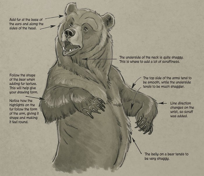 grizzly bear anatomy