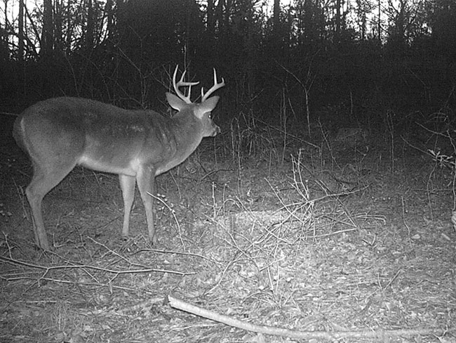 How to buy and use a trail camera