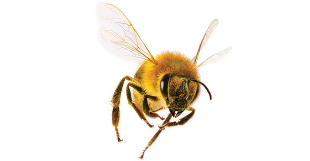 bee