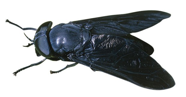 blackfly