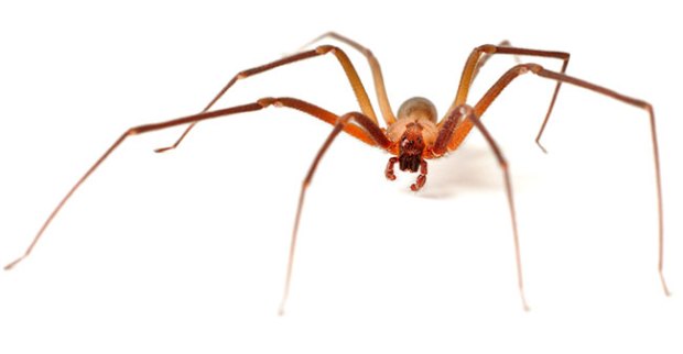 brownrecluse