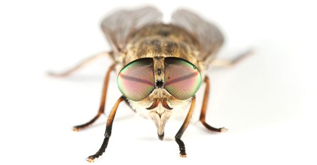 horsefly