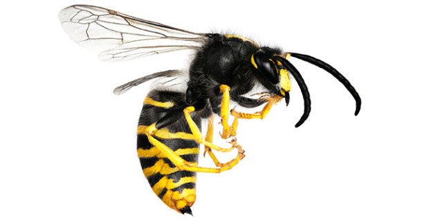 yellowjacket