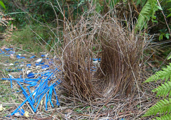 bower-bird-001