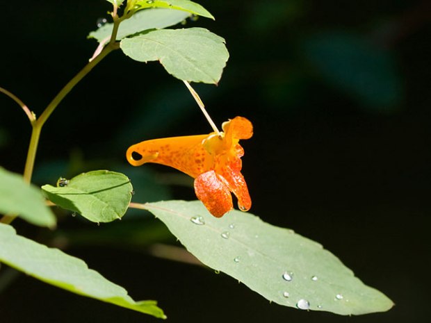 jewelweed