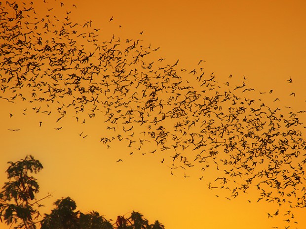 Wild Animals Invading America's Cities – Scout Life magazine Wild Animals Invading America's Cities – Scout Life magazine