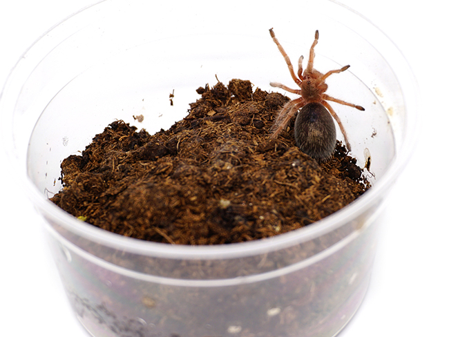 how-to-keep-spiders-as-pets-scout-life-magazine