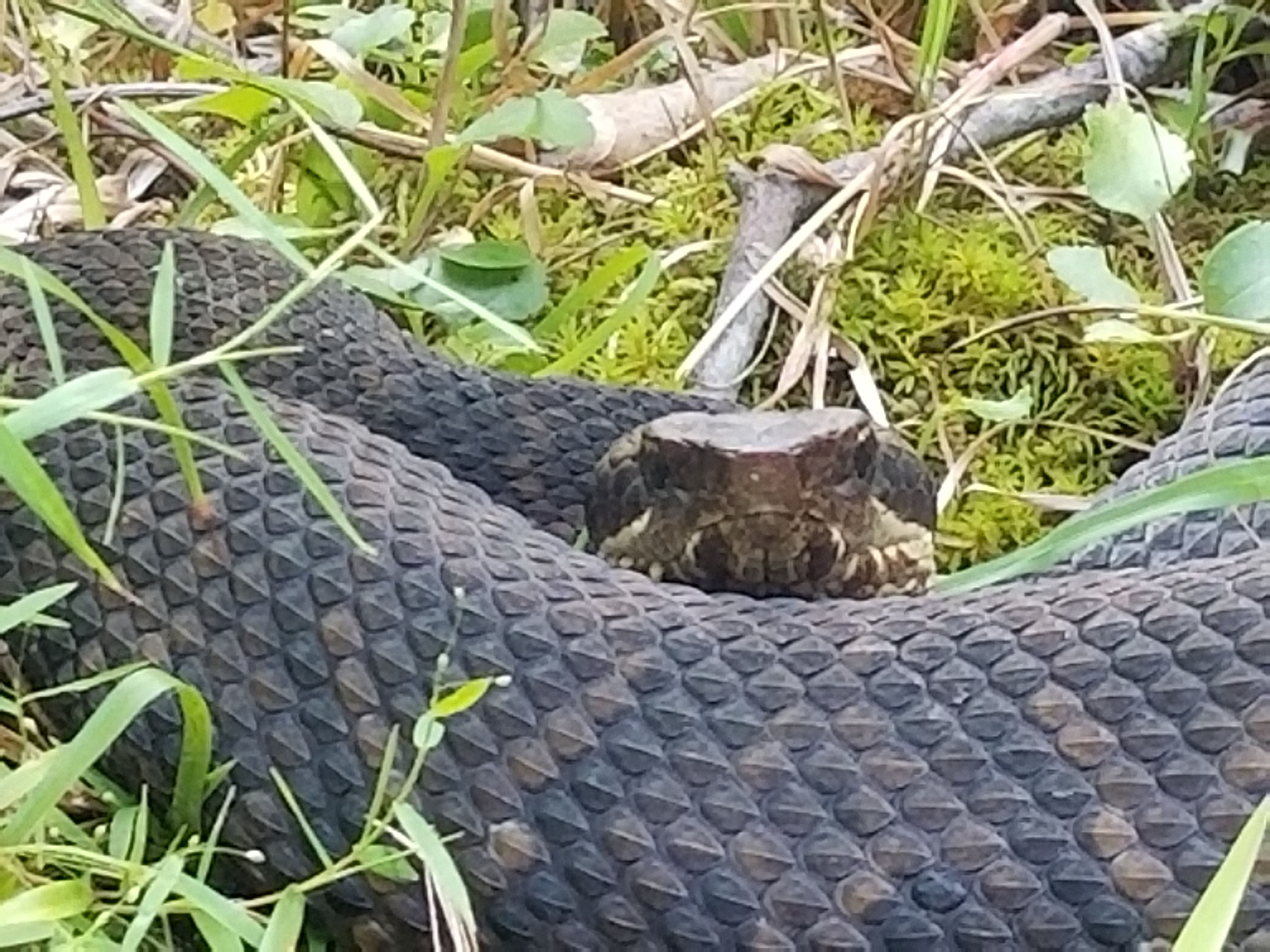 Cottonmouth / Water Moccasin
