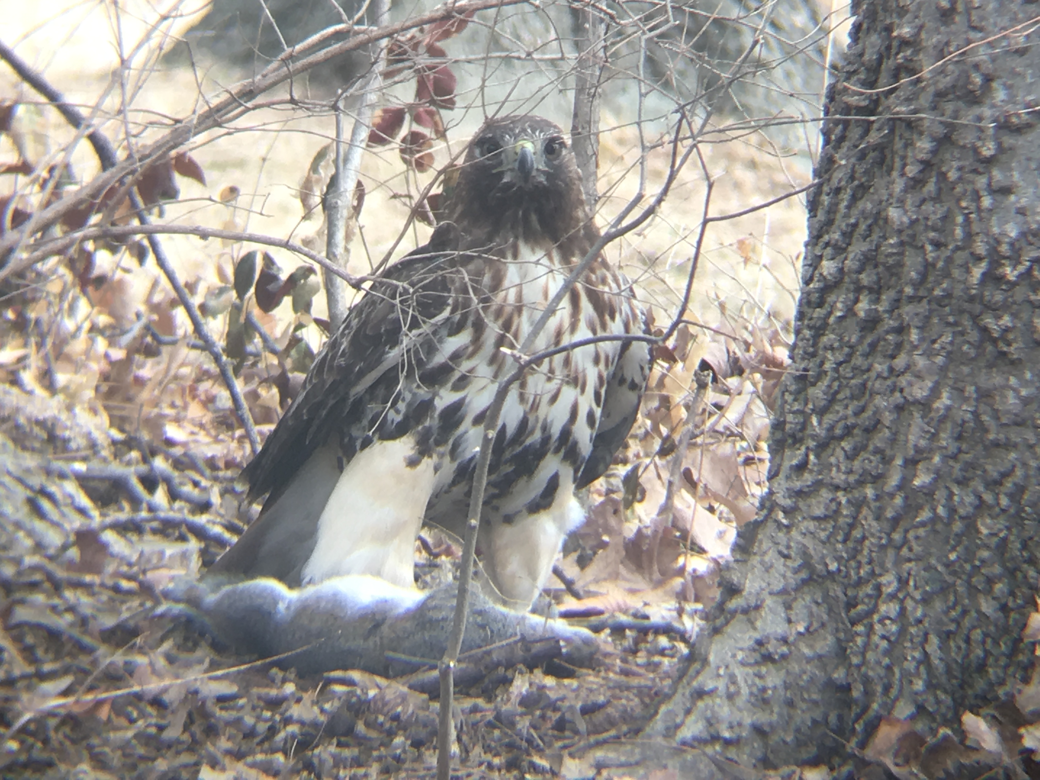 Red tailed hawk eating a grey squirrel