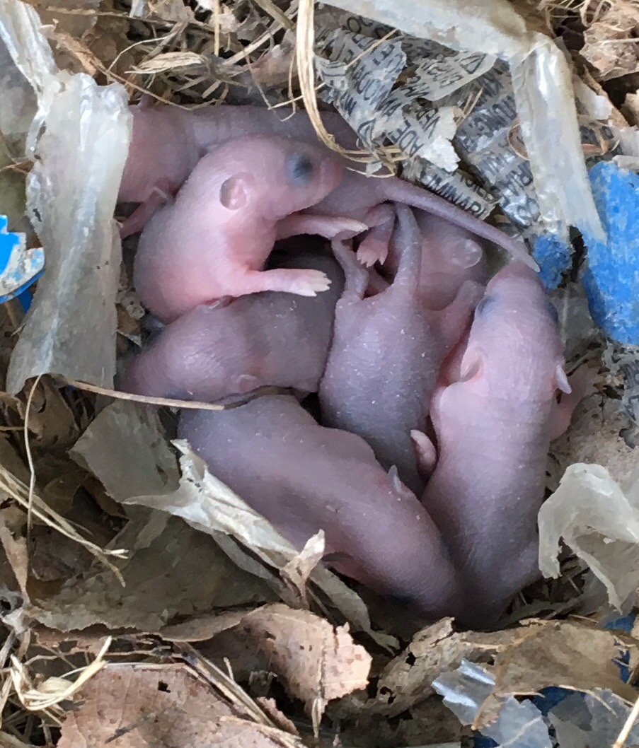 Baby Field Mice