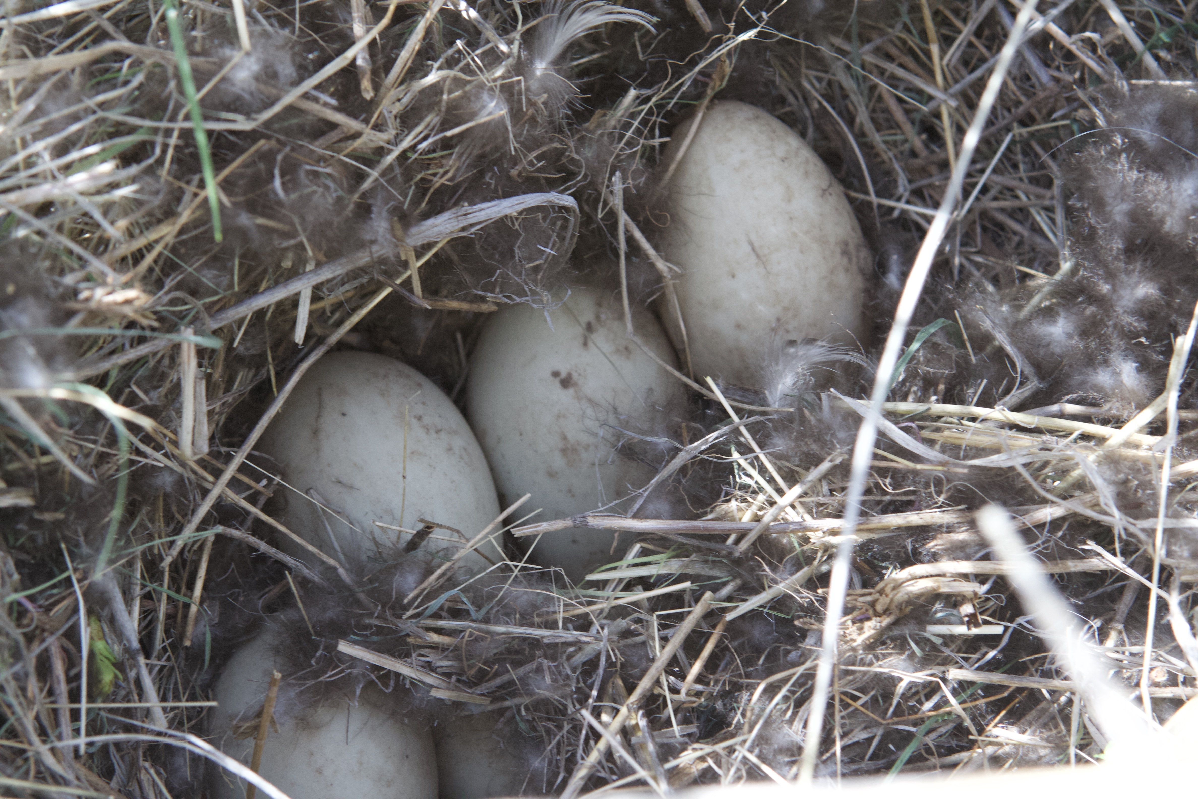 Mallard duck nest and eggs