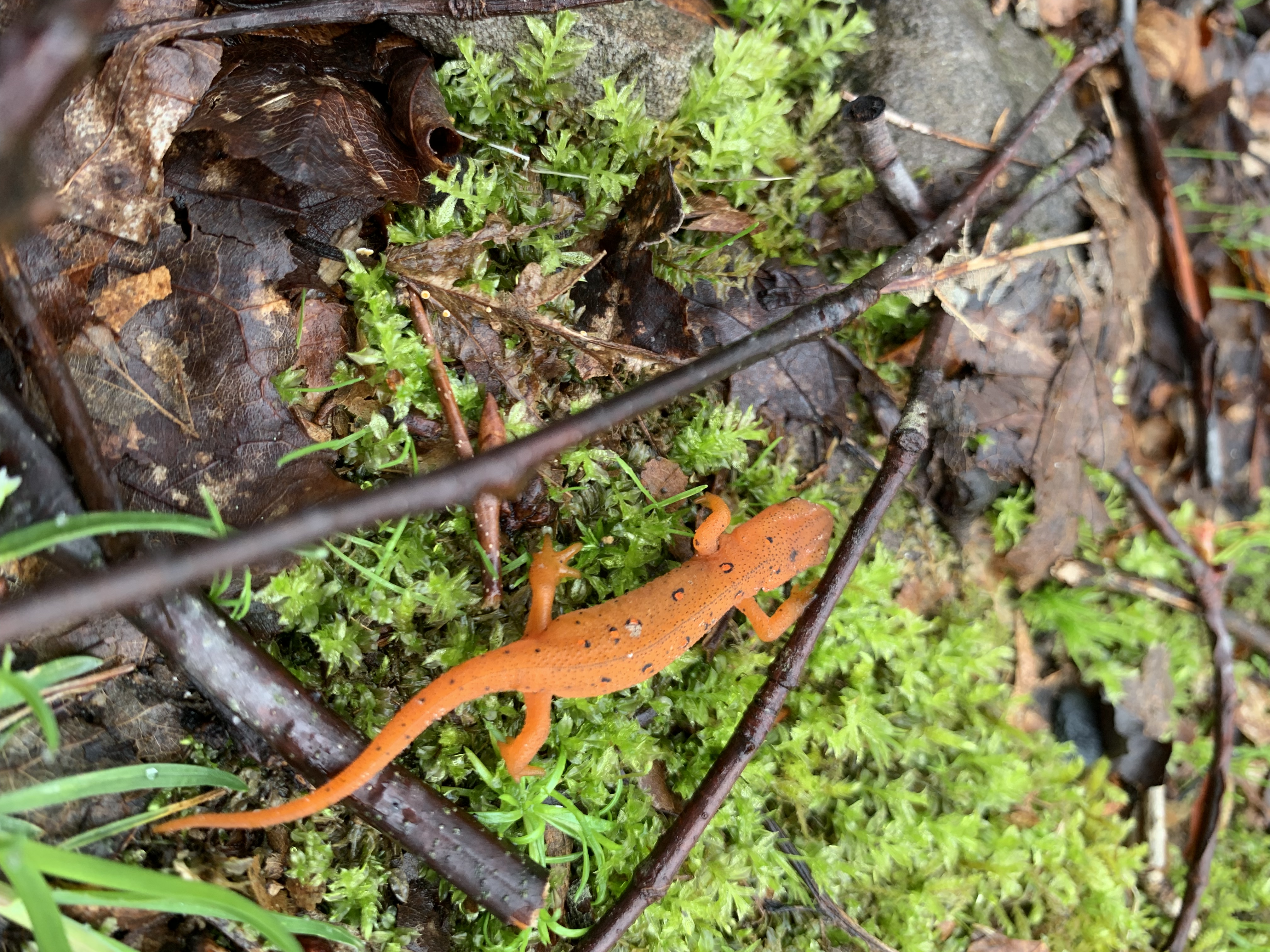 Juvenile Eastern (Red-Spotted) Newt
