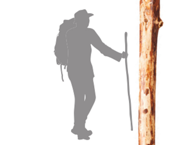 How Tall Should a Walking Stick Be?