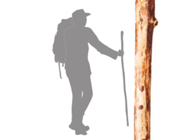 RMS - Natural Wood Walking Stick (Grooved Handle, 48 Inch) — My