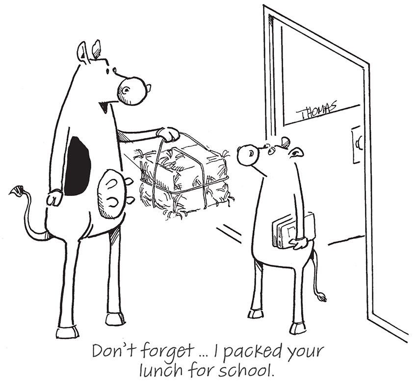 Cow packs hay for calfs school lunch comic