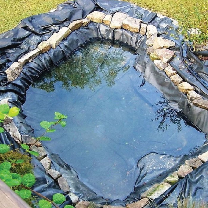 How to Build a Frog Pond in Your Backyard – Scout Life magazine