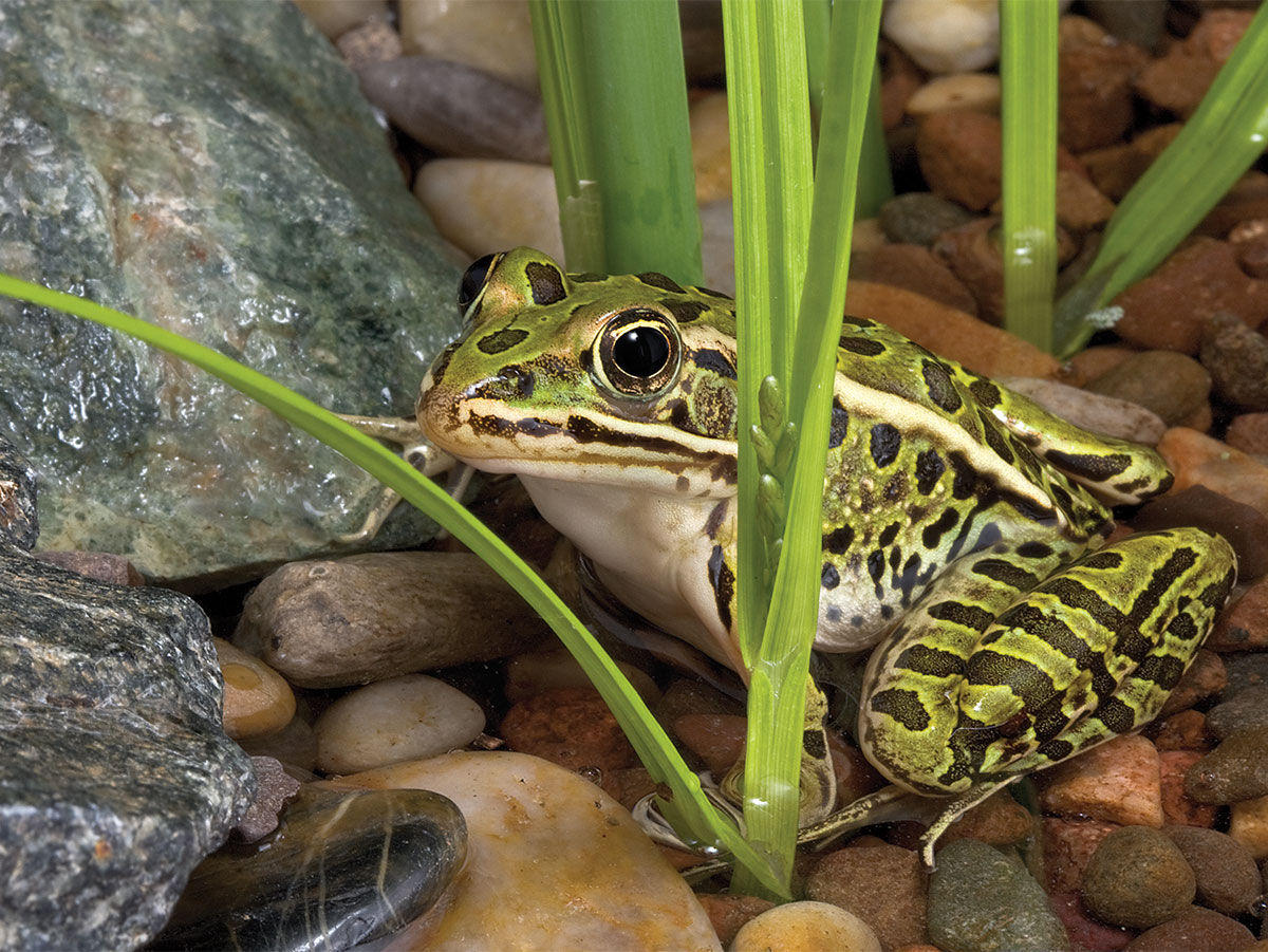 How to Build a Frog Pond in Your Backyard