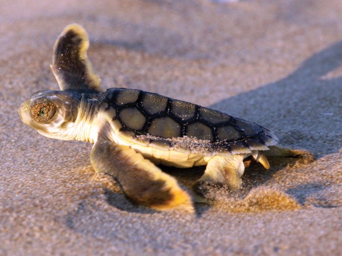 Flatback sea turtle