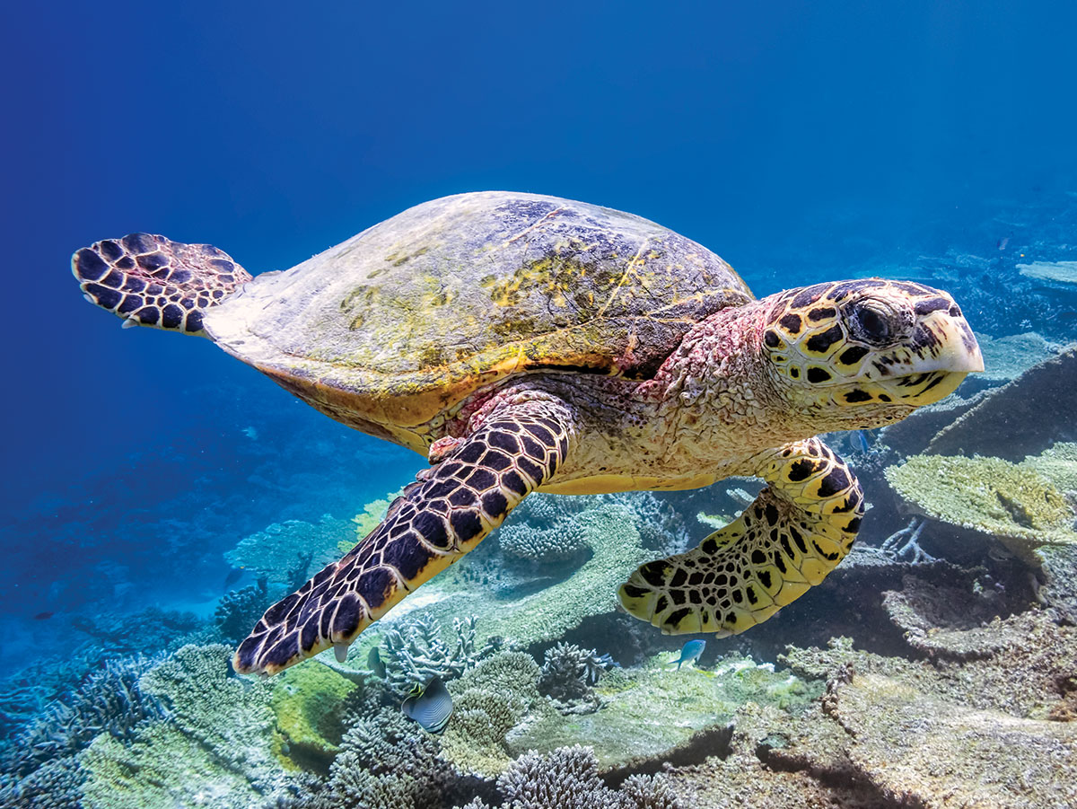 Meet the 7 Species of Sea Turtles – Scout Life magazine