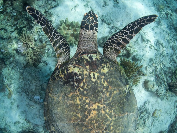 Hawk's Bill Sea Turtle