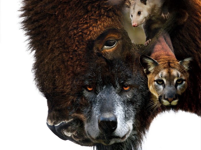 The Truth About 5 of North America's Most Misunderstood Animals – Scout Life magazine The Truth About 5 of North America's Most Misunderstood Animals – Scout Life magazine