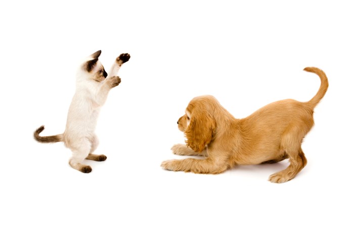 Are Dogs and Cats Really Enemies?