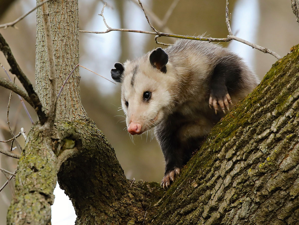 the-truth-about-5-of-north-america-s-most-misunderstood-animals