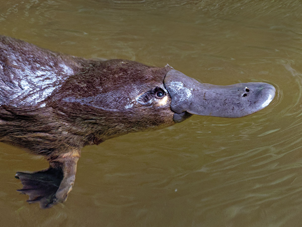 10 Fast Facts About Platypuses – Scout Life magazine
