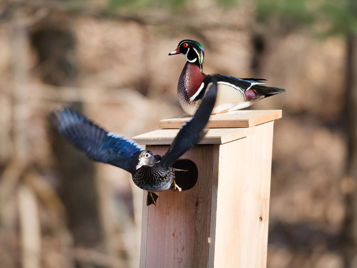 Wood Duck Nest