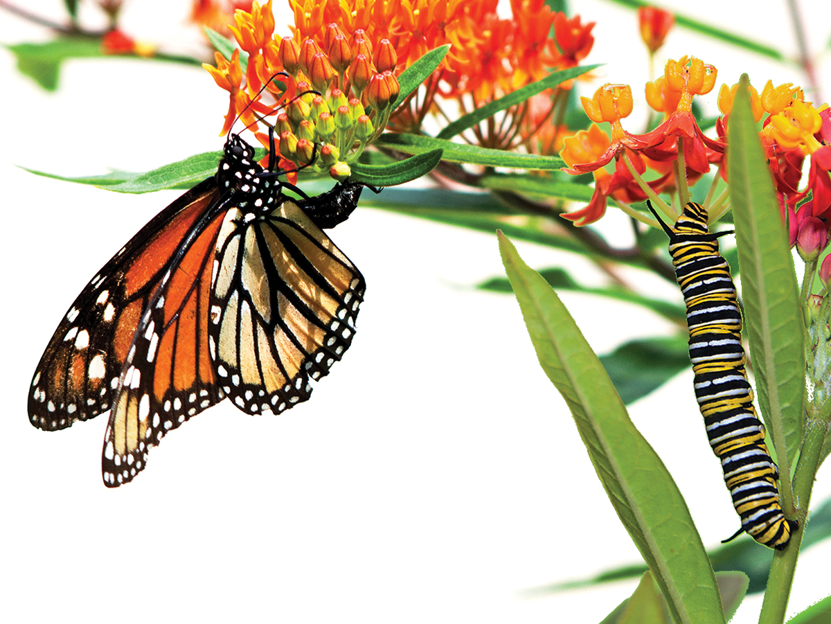 How to Make a Monarch Butterfly Habitat